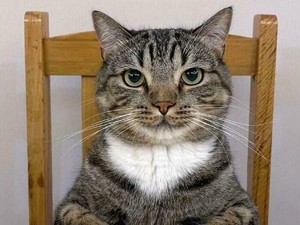 Video: Bolehkah Jual Beli Kucing dalam Islam?