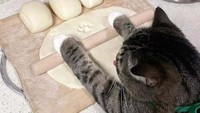 Posisi menggemaskan, kucing  seolah sedang memipihkan adonan dengan roll layaknya baker profesional. Berbagai macam adonan di sekitarnya menambah kesan lucu pada momen tersebut. Foto: Dok. Boredpanda