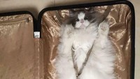 Seekor kucing tampak siap liburan sudah masuk ke dalam koper. Dengan mata berbinar dengan belt koper dalamnya seakan berkata bahwa ia juga ingin ikut pergi. Foto: Dok. Boredpanda