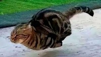 Kucing tampak sedang berlari secepat kilat hingga tubuhnya seolah melayang di udara. Ekspresinya serius dan tegas, mata fokus ke depan seakan sedang menjalankan misi besar. Foto: Dok. Boredpanda