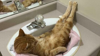 Potret Tingkah Kucing yang Bikin Gemas