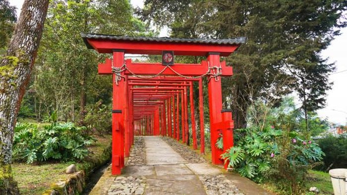 Ilustrasi destinasi wisata Sakura Hills yang letaknya ada di Tawangmangu, Karanganyar, Jawa Tengah.