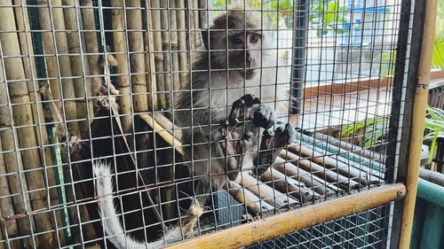 Salah satu monyet ekor panjang yang diserahkan warga kepada BKSDA Bali. (Foto: Dok. BKSDA Bali)