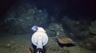 YouTuber Tenggelamkan Kamera ke Dasar Laut Bali, Temukan Ikan Pari Langka