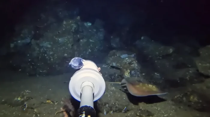 Spesies ikan pari langka terekam kamera YouTuber