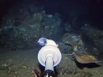 YouTuber Temukan Ikan Pari Langka Saat Tenggelamkan Kamera di Laut Bali