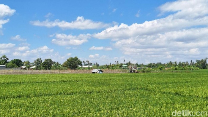 Suasana lahan pertanian di By Pass, Kota Mataram, beberapa waktu lalu. (Nathea Citra/detikBali)