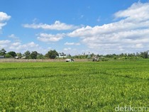 Pemkot Mataram Siapkan Insentif dan Disinsentif untuk Pemilik Lahan Pertanian