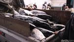 Bongkar Muatan Tuna di Muara Baru Kian Ramai