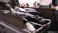 Tangkapan didominasi ikan tuna yang menjadi incaran para pedagang.