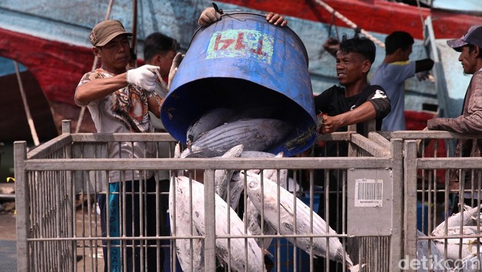 Sejumlah nelayan melakukan bongkar muat ikan tuna di Pelabuhan Muara Baru, Jakarta Utara, Jumat (28/11/2025).