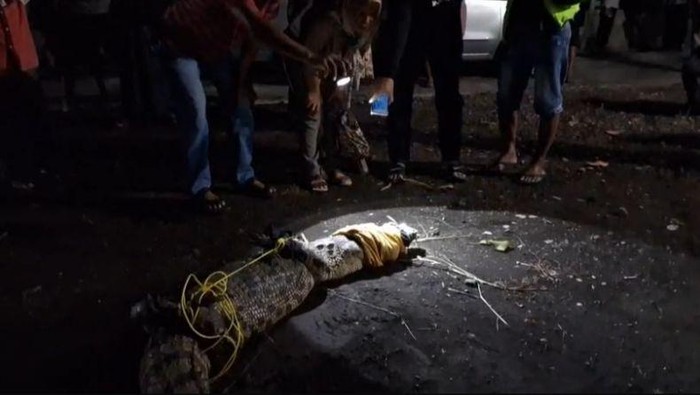 Buaya Muara Ditangkap Warga Jember