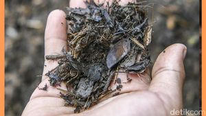 Video: Kompos Bukan Sampah, Tapi Solusi