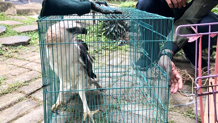 Elang Berontok saat hendak diserahkan ke TWA Punti Kayu Palembang