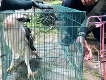 Elang Berontok Tabrak Warung, Dievakuasi Warga-Diserahkan ke PSR Punti Kayu