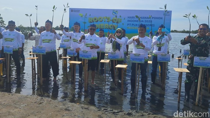 Gubernur Banten Andra Soni tanam mangrove. (Arief/detikcom)