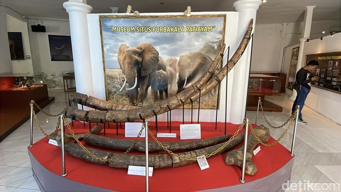 Koleksi fosil purba di Museum Patiayam Kudus, Jumat (28/11/2025),