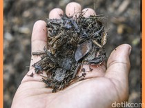 Video: Melihat Pengolahan Pupuk dari Sampah Makanan di Koperasi Kompos K