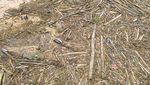Pantai Air Tawar Dipenuhi Kayu Gelondongan Usai Banjir Bandang