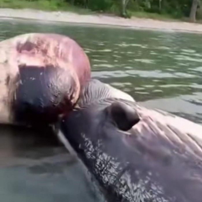 Paus mati terdampar di perairan Brang Sedo, Pulau Moyo, Kabupaten Sumbawa, Nusa Tenggara Barat, (NTB), Jumat, (28/11/2025). (Tangkapan layar)