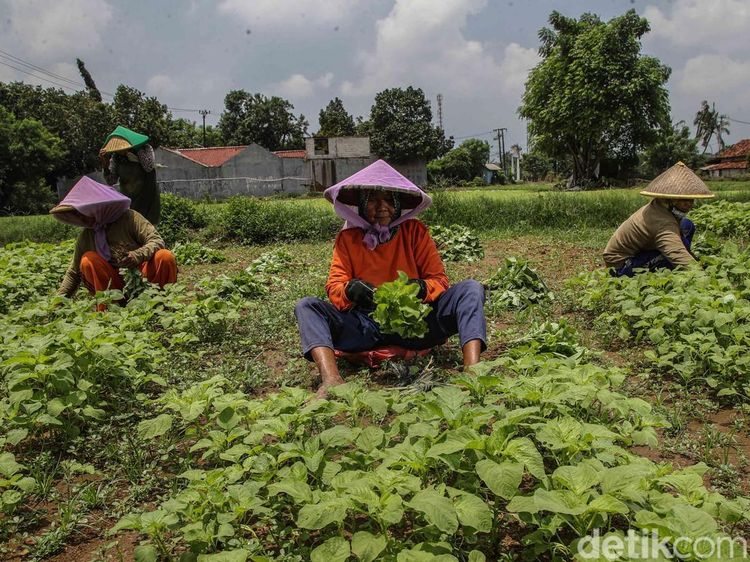 Petani Babelan Jaga Produksi Sayuran untuk Perkuat Rantai Pangan Daerah
