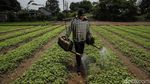 Petani Babelan Jaga Produksi Sayuran untuk Perkuat Rantai Pangan Daerah