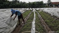 Petani bekerja di area sawah tadah hujan yang menjadi sentra sayuran lokal. Mereka berupaya menjaga stabilitas panen meski cuaca tidak menentu dalam beberapa bulan terakhir.