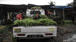 Petani Babelan Jaga Produksi Sayuran untuk Perkuat Rantai Pangan Daerah