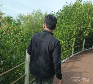 Wisata Alam Ketapang Mauk, Sang Penjaga Ekosistem Bakau