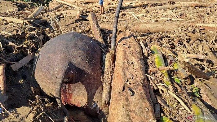 Seorang warga melintasi bangkai gajah sumatera yang ditemukan mati di daerah bencana banjir di Kabupaten Pidie Jaya, Aceh, Sabtu (29/11/2025).