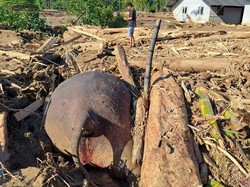Gajah Mati Terbawa Banjir, Pakar UGM Soroti Habitat Alami Tergusur Sawit