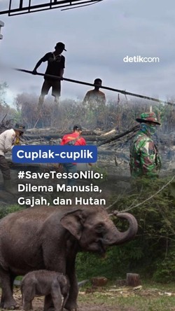 Video Cuplak-cuplik: #SaveTessoNilo Dilema Manusia, Gajah, dan Hutan