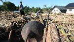 Gajah Sumatera Ditemukan Mati Tertimbun Material Banjir di Pidie Jaya