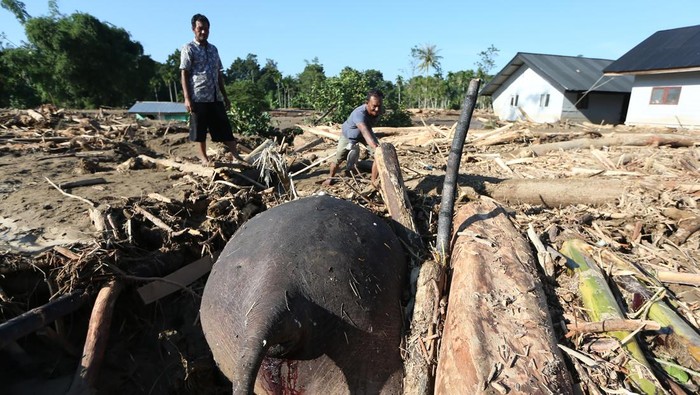 Bangkai seekor gajah sumatera (Elephas maximus sumatranus) tertimbun material yang terbawa air saat terjadi banjir di Desa Meunasah Lhok, Pidie Jaya, Aceh, Sabtu (29/11/2025). Bangkai gajah sumatera tersebut ditemukan tertimbun lumpur dan kayu pascabanjir akibat luapan Sungai Meureudu pada Selasa (25/11). ANTARA FOTO/Irwansyah Putra/tom.