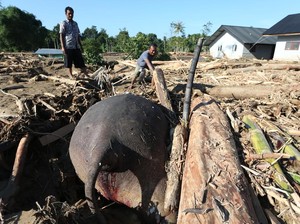 Warga Aceh Terkejut Ada Gajah Mati Tertimbun Kayu