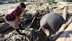 Gajah Sumatera Ditemukan Mati Tertimbun Material Banjir di Pidie Jaya