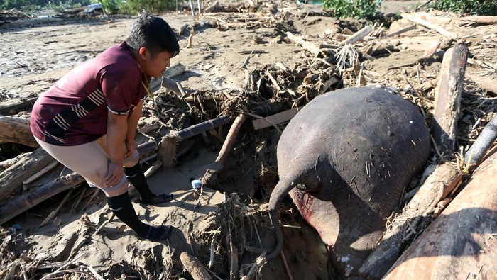 Bangkai seekor gajah sumatera (Elephas maximus sumatranus) tertimbun material yang terbawa air saat terjadi banjir di Desa Meunasah Lhok, Pidie Jaya, Aceh, Sabtu (29/11/2025). Bangkai gajah sumatera tersebut ditemukan tertimbun lumpur dan kayu pascabanjir akibat luapan Sungai Meureudu pada Selasa (25/11). ANTARA FOTO/Irwansyah Putra/tom.