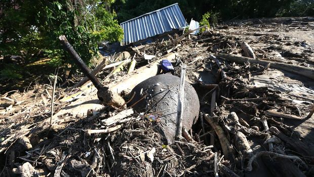 Bangkai seekor gajah sumatera (Elephas maximus sumatranus) tertimbun material yang terbawa air saat terjadi banjir di Desa Meunasah Lhok, Pidie Jaya, Aceh, Sabtu (29/11/2025). Bangkai gajah sumatera tersebut ditemukan tertimbun lumpur dan kayu pascabanjir akibat luapan Sungai Meureudu pada Selasa (25/11). ANTARA FOTO/Irwansyah Putra/tom.