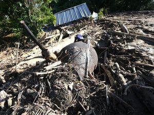 Video: Miris! Seekor Gajah Mati Tertimbun Kayu Pascabanjir di Aceh