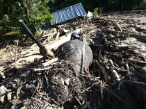 Bencana Ekologis di Sumatera Hancurkan Habitat: Populasi Gajah Terus Terdesak