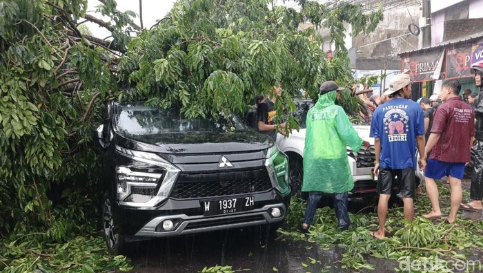 Hujan Angin di Sidoarjo, Pohon Besar Tumbang Timpa 3 Mobil