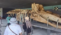 Melihat Kerangka Paus di Museum Ikan Paus di Pulau Tidung
