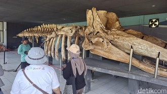 Melihat Kerangka Paus di Museum Ikan Paus di Pulau Tidung
