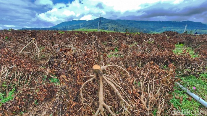 Kondisi kebun teh di Pangalengan yang dirusak