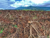 Viral Kebun Teh di Pangalengan Dirusak Orang: Petani Geram-Polisi Buru Pelaku
