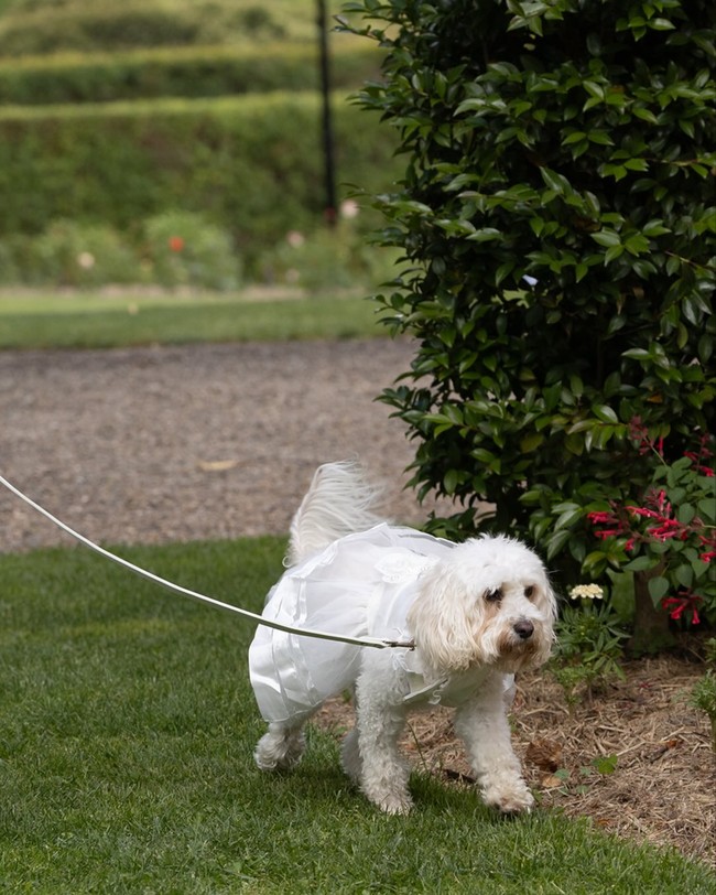 Tak hanya Jodie, anjing PM Australia, Toto, yang ikut meramaikan pernikahan sebagai ‘ring bearer juga tak mau kalah cantik. Hewan itu terlihat mengenakan ‘gaun putih’ saat dibawa oleh keponakan Jodie yang menjadi flower girl.Foto: Instagram @albomp