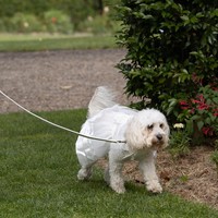 Tak hanya Jodie, anjing PM Australia, Toto, yang ikut meramaikan pernikahan sebagai ‘ring bearer juga tak mau kalah cantik. Hewan itu terlihat mengenakan ‘gaun putih’ saat dibawa oleh keponakan Jodie yang menjadi flower girl.Foto: Instagram @albomp