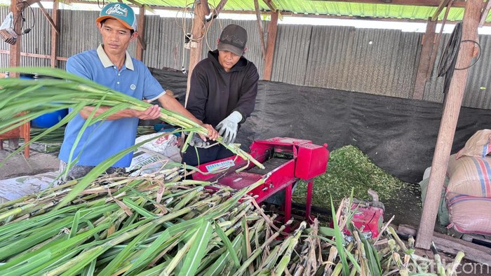 Peternak Sidoarjo sukses jual rumput online