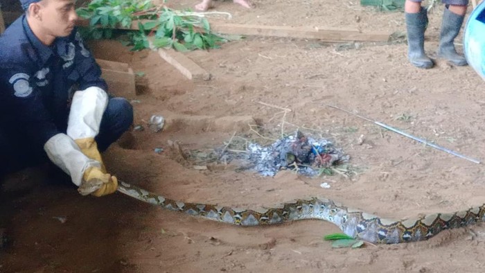 Petugas-petugasnya Damkar Kuningan saat mengevakuasi ular sanca yang duduga melahap ayam.