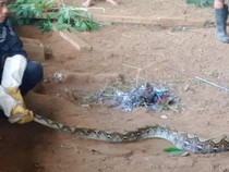 Teror Ular Sanca di Kuningan, Diduga Lahap 2 Ekor Ayam Warga